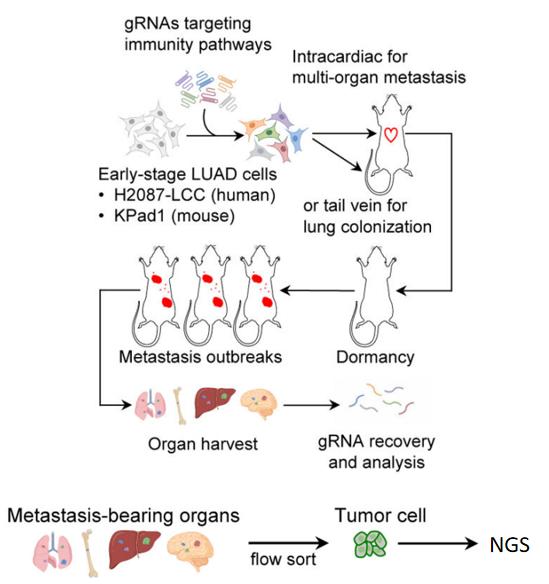 e9c62cf2006650a55023f9392c7dfaa5_CRISPR%E6%96%87%E5%BA%93%E7%AD%9B%E9%80%89%E6%B5%81%E7%A8%8B%E5%9B%BE.jpg